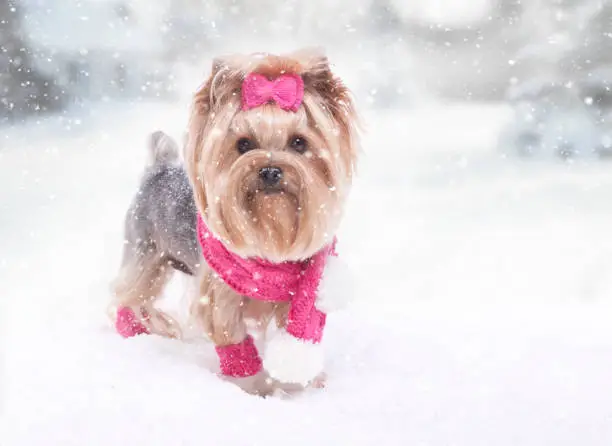 Yorkshire terrier dog in the snow wearing a pink scarf and bow.