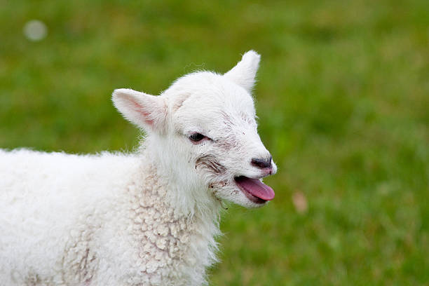 istock Newborn Lamb Bleating for Its Mother 106440177