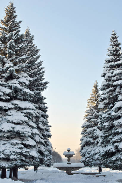 istock Beautiful landscape winter birch and pine forests.Trees in the snow 1064403184