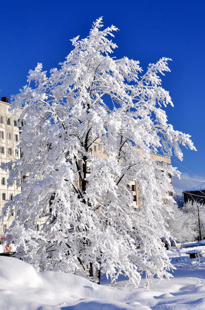 istock Beautiful landscape winter birch and pine forests.Trees in the snow 1064403302