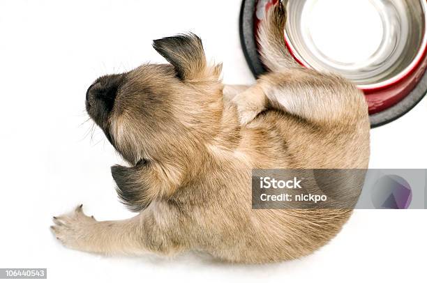 Little Chihuahua Puppy Scratching His Ear Stock Photo - Download Image Now - Animal, Animal Back, Brown