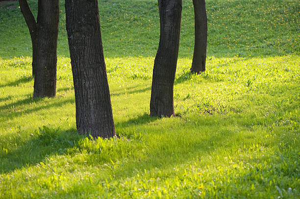 istock dark trunks of trees on spring greens  background 106440544