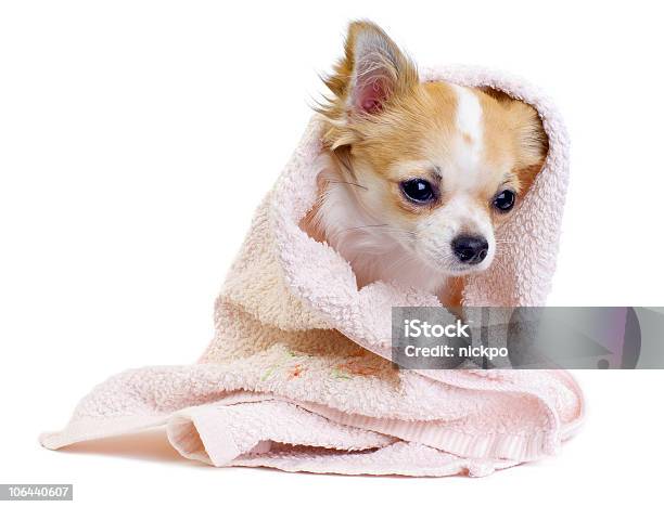 Photo libre de droit de Adorable Chihuahua Avec Une Serviette Rose Isolé Sur Blanc Photo En Studio banque d'images et plus d'images libres de droit de Animal choyé