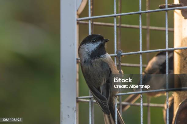 Chickadee Stock Photo - Download Image Now - Bird, Bird Feeder, Canada