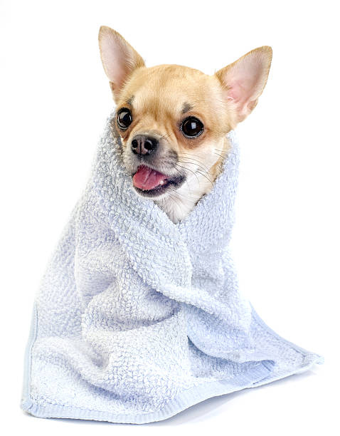 istock funny chihuahua  with blue towel isolated 106440864