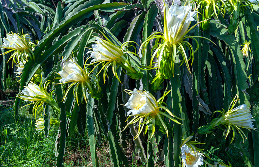 Dragon fruit flower in organic farm. This flower blooms in 4 days if pollination will pass and the left, this is the kind of sun-loving plant grown in the appropriate heat