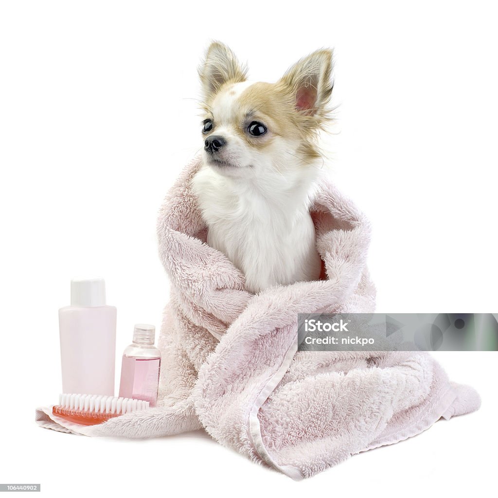 Adorable chihuahua avec accessoires isolé avec spa - Photo de Chien libre de droits