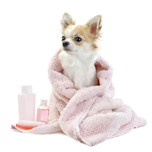 adorable chihuahua avec accessoires isolé avec spa - dog chihuahua pampered pets pets photos et images de collection