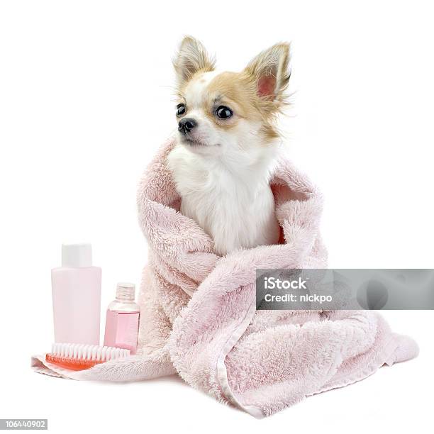 Słodki Chihuahua Z Akcesoria Spa Pusta - zdjęcia stockowe i więcej obrazów Pies - Pies, Białe tło, Higiena - Pojęcia