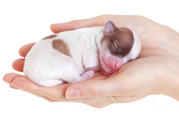 istock Newborn puppy in the caring hands 106440916