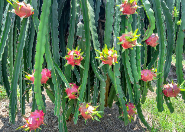 Dragon fruit tree with ripe red fruit on the tree for harvest. Dragon fruit tree with ripe red fruit on the tree for harvest. This is a cool fruit with many minerals that are beneficial for human health dragon fruit flower stock pictures, royalty-free photos & images