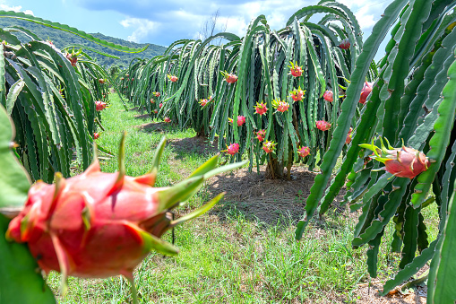 Dragon fruit tree with ripe red fruit on the tree for harvest. This is a cool fruit with many minerals that are beneficial for human health