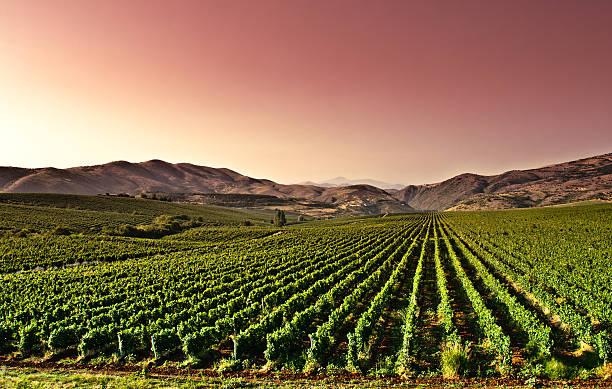 Beautiful rows of vineyard at red sunset