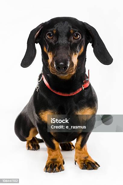 Sentado Dachshund - Fotografias de stock e mais imagens de Dachshund - Dachshund, Fundo Branco, Figura para recortar