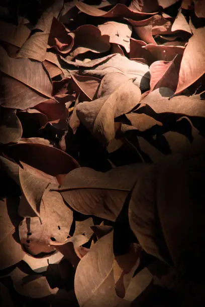 The dried leaves piles in the dark, Light shines on the leaves.