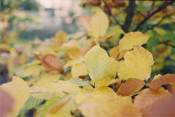 Automn leaves stock photo