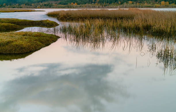 istock Lynch Cove Wetlands 1064419194
