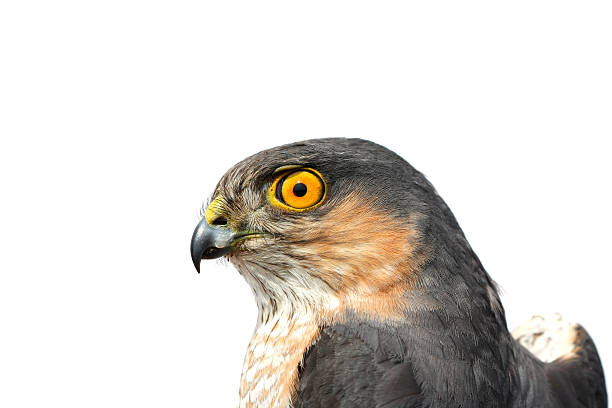 istock Birds of Europe - Sparrow-hawk 106441984