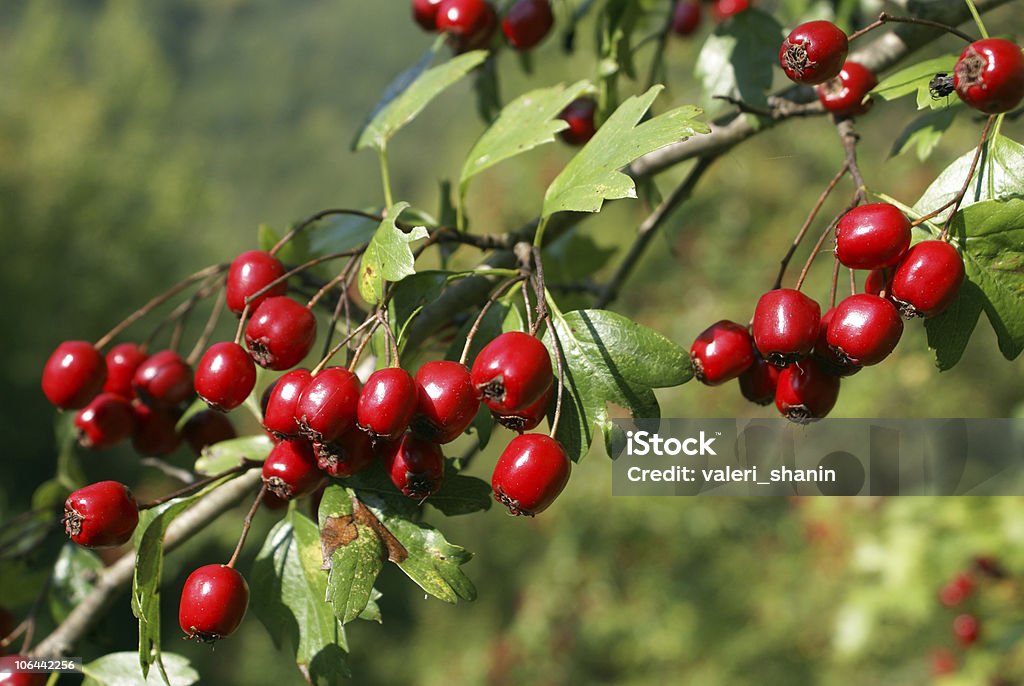 Hawthorn - Lizenzfrei Ast - Pflanzenbestandteil Stock-Foto