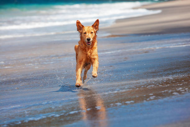 Dog run by sand beach along sea surf Photo of golden retriever walking on sand beach. Happy dog wet after swimming run with water splashes along sea surf. Actions, training games with family pets and popular dog breeds on summer vacation raro stock pictures, royalty-free photos & images