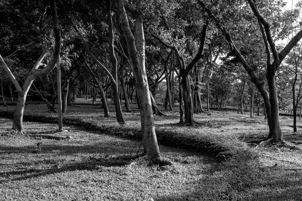 istock Black and white tropical forest in the morning 1064426010