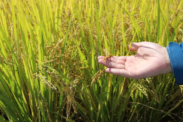 istock the man touching the ripe rice 1064428084
