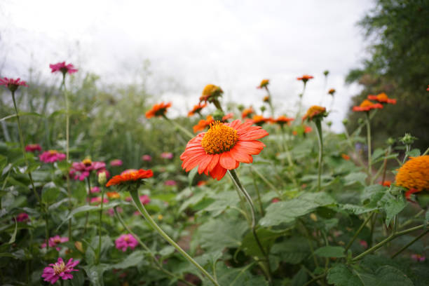 istock meadow flower with bokeh and nature background 1064430182