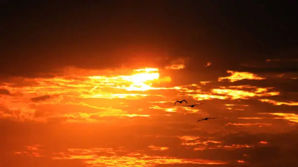 Photo of Three seagulls flying through the sky at sunset