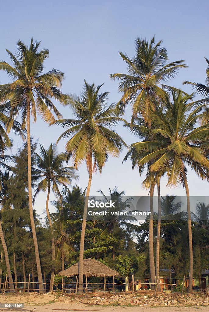 Palmeras y beach house - Foto de stock de Aire libre libre de derechos