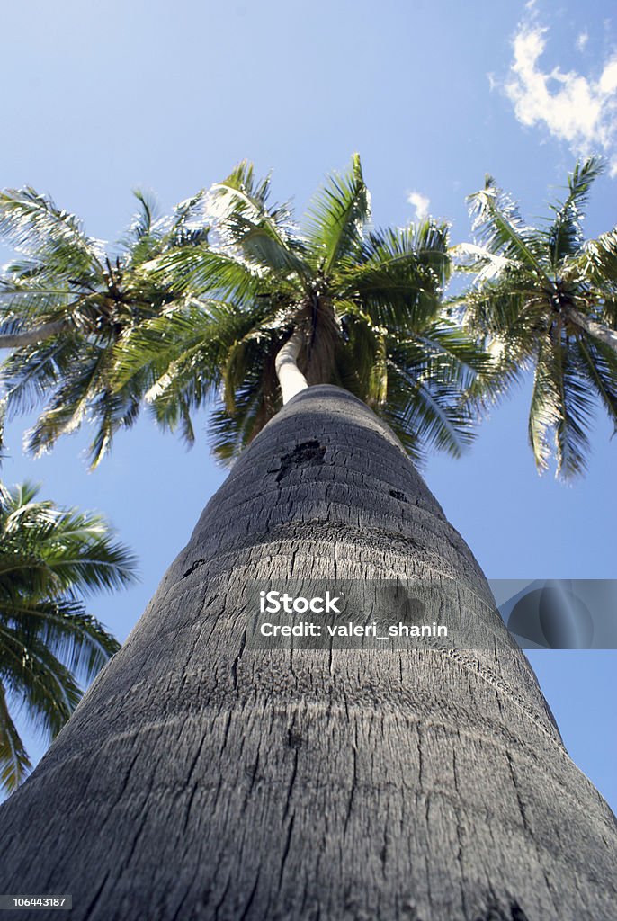 Кокосовая пальма - Стоковые фото Азия роялти-фри