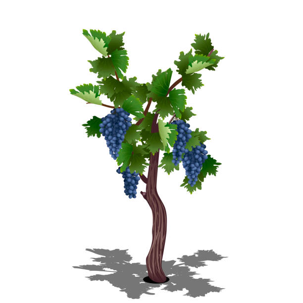 ilustrações de stock, clip art, desenhos animados e ícones de grape bush with berries and leaves - food and drink fruit cartoon illustration and painting