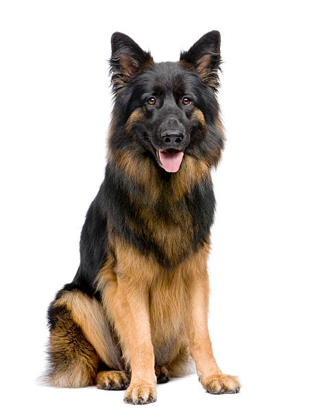 istock Front view of German Shepherd, 3 years old, sitting. 106443527