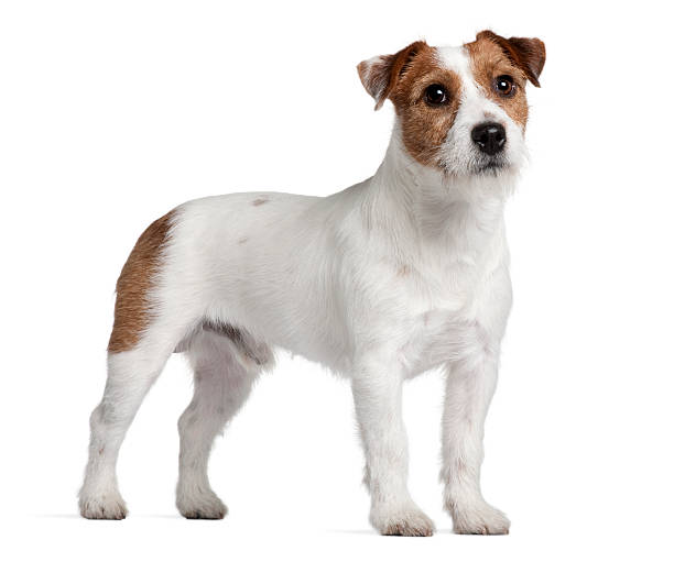Side view of Jack Russell Terrier, standing.  jack russell terrier stock pictures, royalty-free photos & images