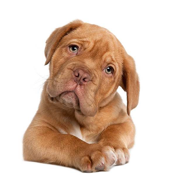 dogue de bordeaux welpen, 10 wochen alt, liegen. - dog puppy lying down looking at camera stock-fotos und bilder