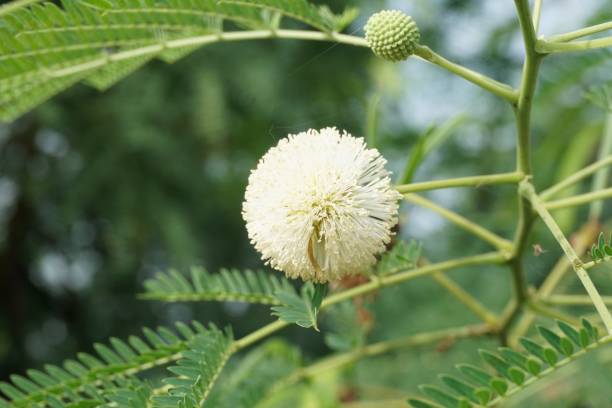 istock leucaena glauca flower in nature garden 1064441926
