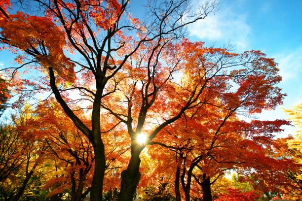 istock Hokkaido Ginkgo biloba tree 1064444924