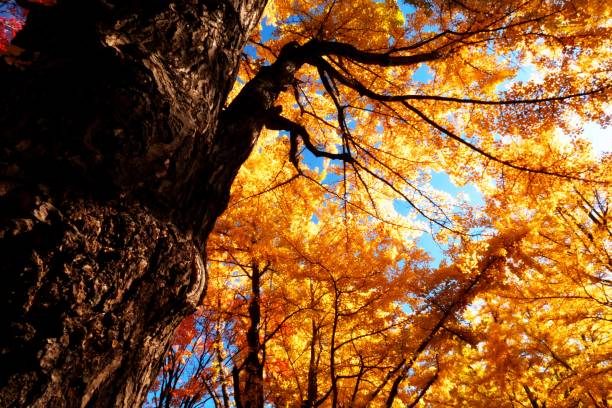 istock Hokkaido Ginkgo biloba tree 1064445012