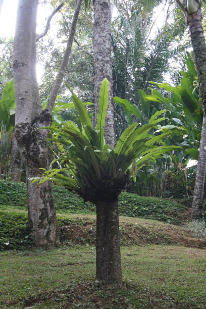 istock Tropical plants in Ubud, Bali 1064445074