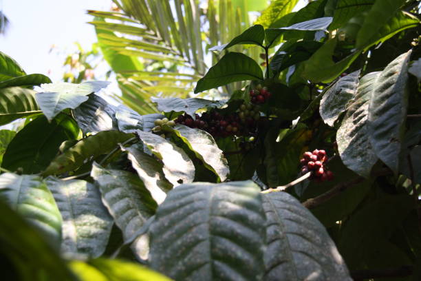 istock Tropical plants in Ubud, Bali 1064445096