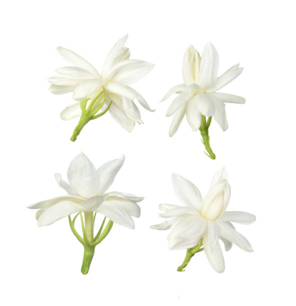 istock White flower,thai jasmine flower isolated on white background 1064445102