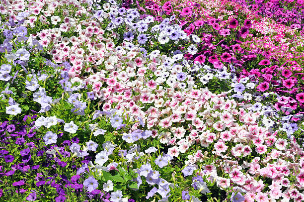 petunias coloré - Photo