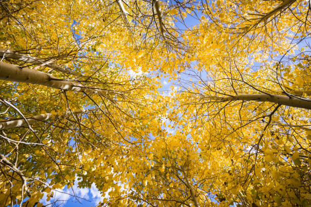 istock Looking up in a grove of aspen trees 1064447354