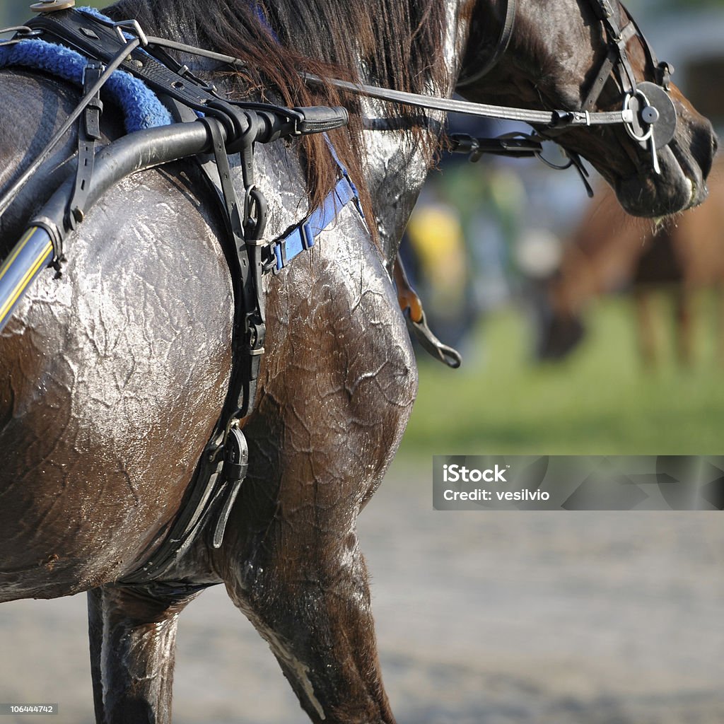 After the race Light reflections on a sweaty horse after an harness racing. Horse Stock Photo