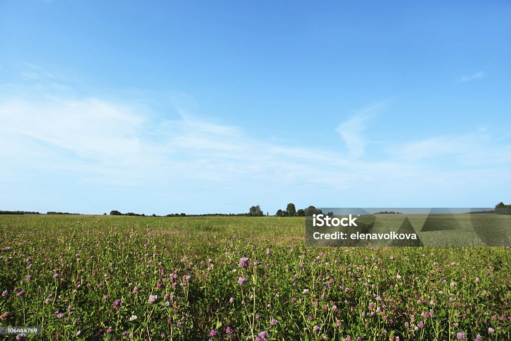 Trifoglio campo e cielo blu. - Foto stock royalty-free di Albero