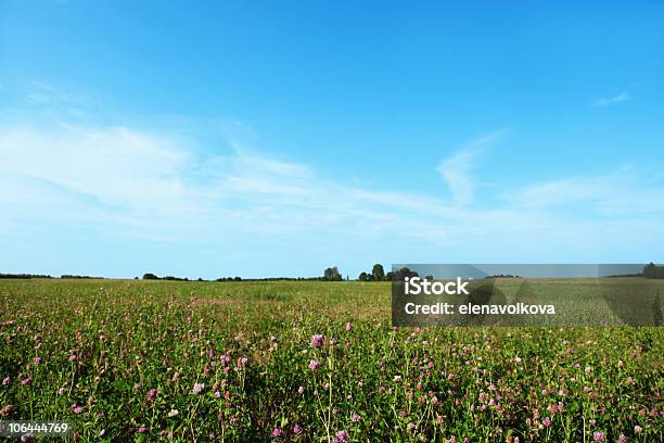 Trifoglio Campo E Cielo Blu - Fotografie stock e altre immagini di Albero - Albero, Ambientazione esterna, Ambiente