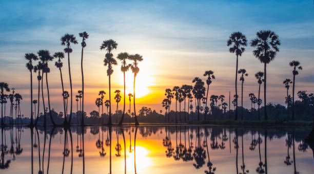 istock Sunrise landscape with sugar palm trees on the reflex field in morning. 1064448464