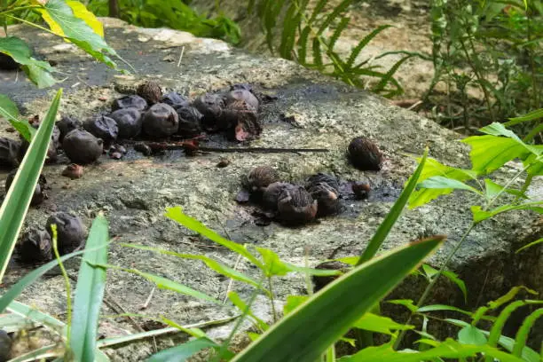 Interesting, wide-view site, of walnut-like, black palm seeds, with rotting outer casings, dispersed on a large granite slab, in a forest park in Thailand.