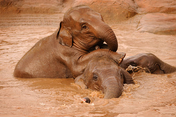 elefanten spielen - indian elephant elephant chester england zoo stock-fotos und bilder