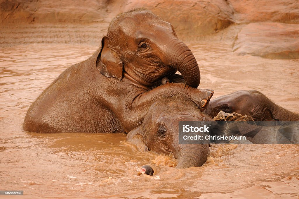 Os elefantes tocando - Foto de stock de Elefante de Bornéu royalty-free