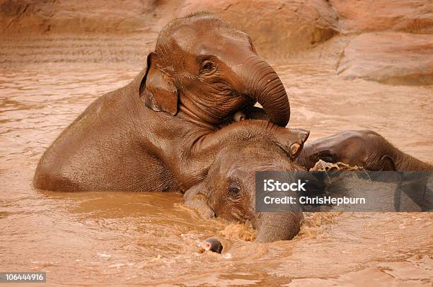 Foto de Os Elefantes Tocando e mais fotos de stock de Elefante de Bornéu - Elefante de Bornéu, Elefante indiano, Lama